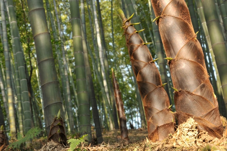 世界で成長が最も早い植物「竹」はスーパーフードかもしれない