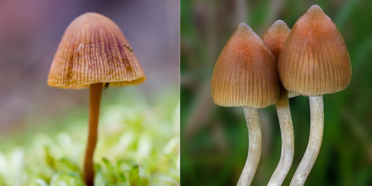 マジックマッシュルームの幻覚成分はキノコのための「虫よけ」だった