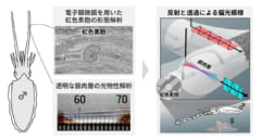 透明な筋肉が光をねじる偏光装置になる