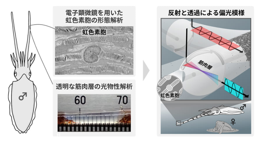 透明な筋肉が光をねじる偏光装置になる