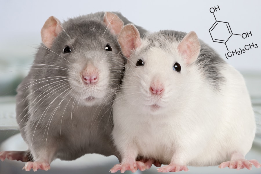 のど飴成分が糖尿病ラットの血糖値低下と筋力改善に効果を示した