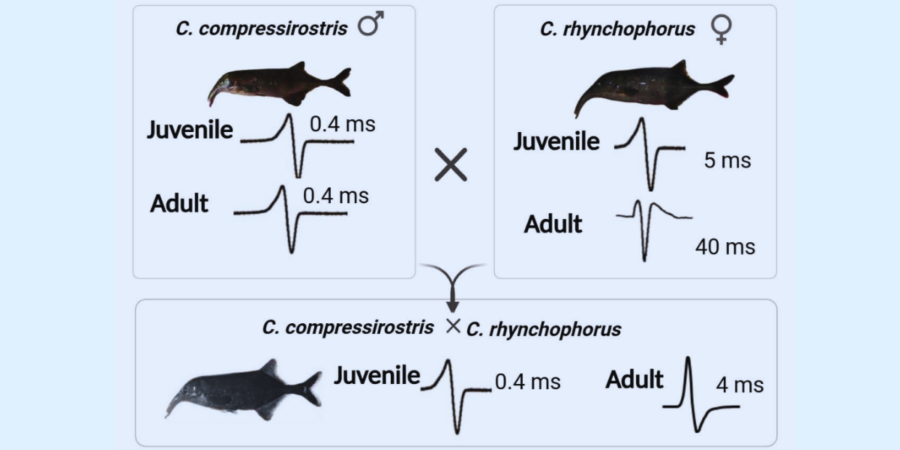 電気でしゃべる魚たちの「声変わり」を促す遺伝子たち