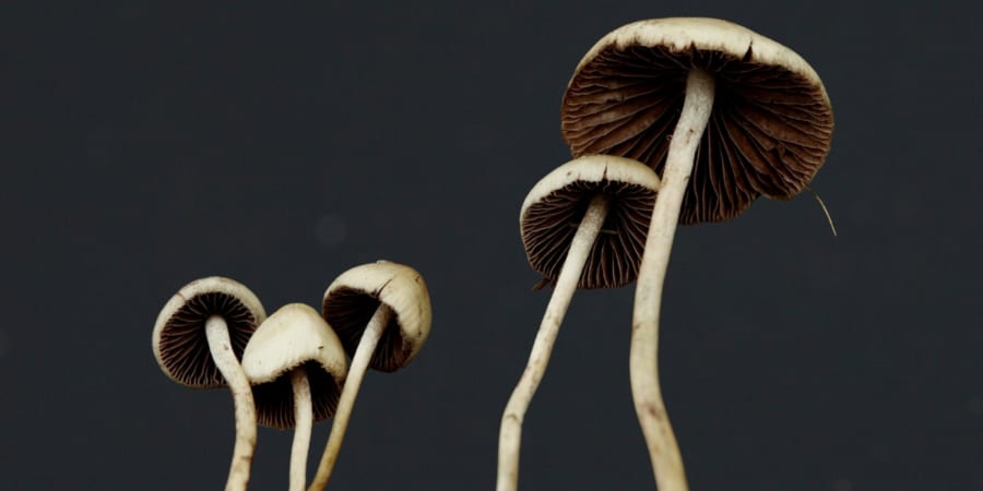 マジックマッシュルームの幻覚成分はキノコのための「虫よけ」だった