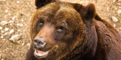 人間の近くに住むことでクマは小さくなり攻撃性も低下した――DNAが示した進化の痕跡
