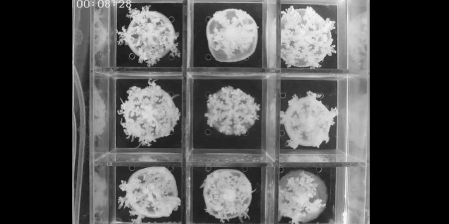 睡眠が「脳のため」なら脳がないクラゲはなぜ眠りるのか?