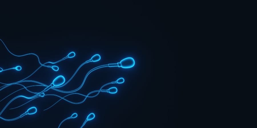 精子の「量で負けて、質で勝つ」逆転劇