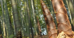 世界で成長が最も早い植物「竹」はスーパーフードかもしれないの画像 1/1