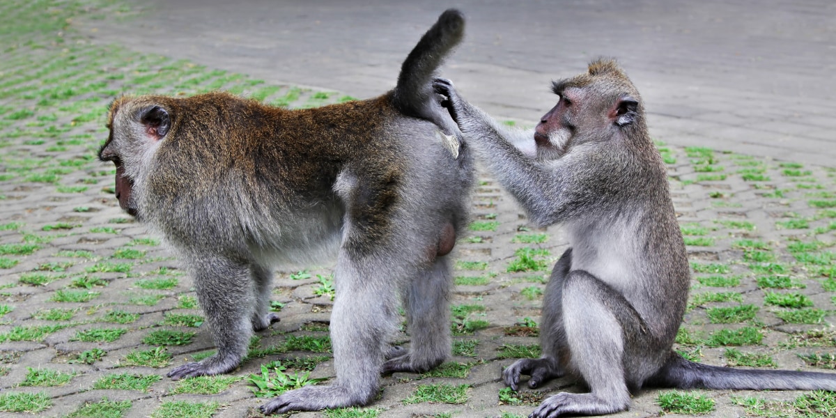 過酷な環境ほど、サルたちの同性間の性行動が多いことが分かった