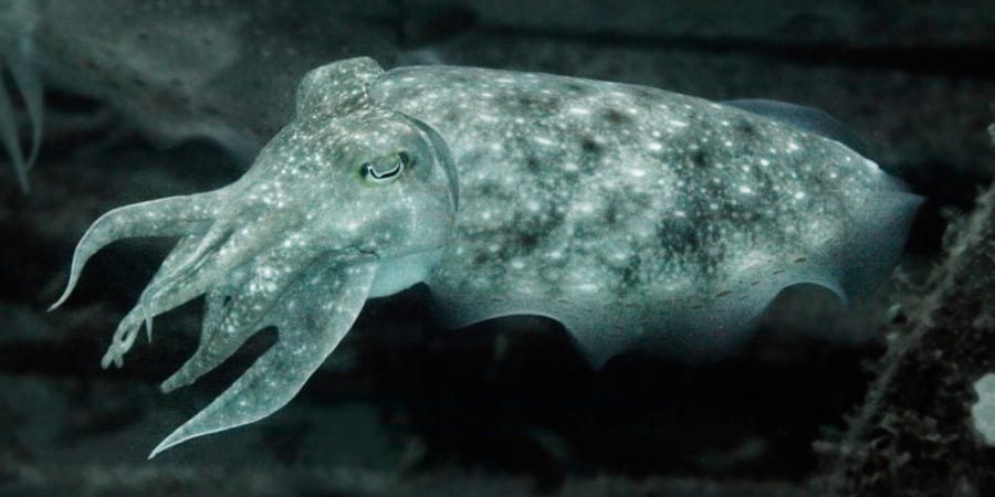 人間の目には見えない『光の向き』という情報