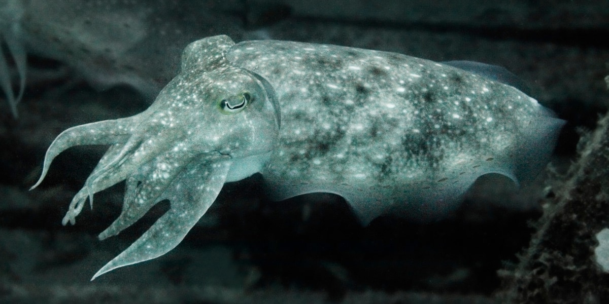 人間の目には見えない『光の向き』という情報