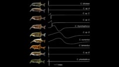 電気で会話する魚たちの世界