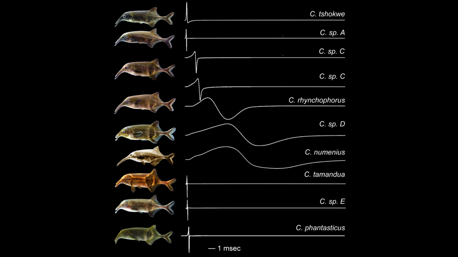 電気で会話する魚たちの世界