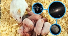 「宇宙に滞在したマウス」が帰還後に子どもを出産の画像 1/1
