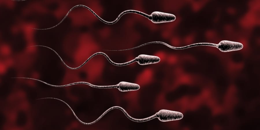 精子も少数精鋭主義が強いときがある