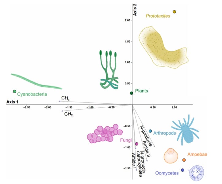 「動物でも植物でも菌でもない」多細胞系統が存在した