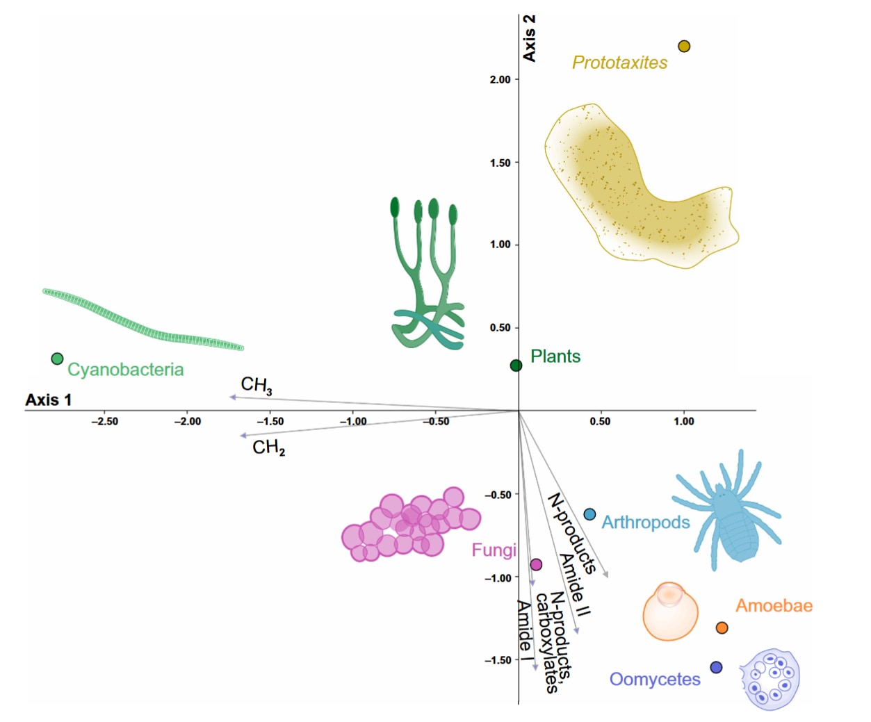 「動物でも植物でも菌でもない」多細胞系統が存在した
