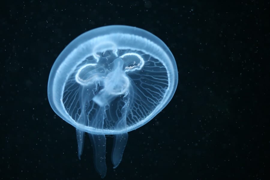 クラゲも人間のように昼寝をする――睡眠の起源は「脳のため」ではない？