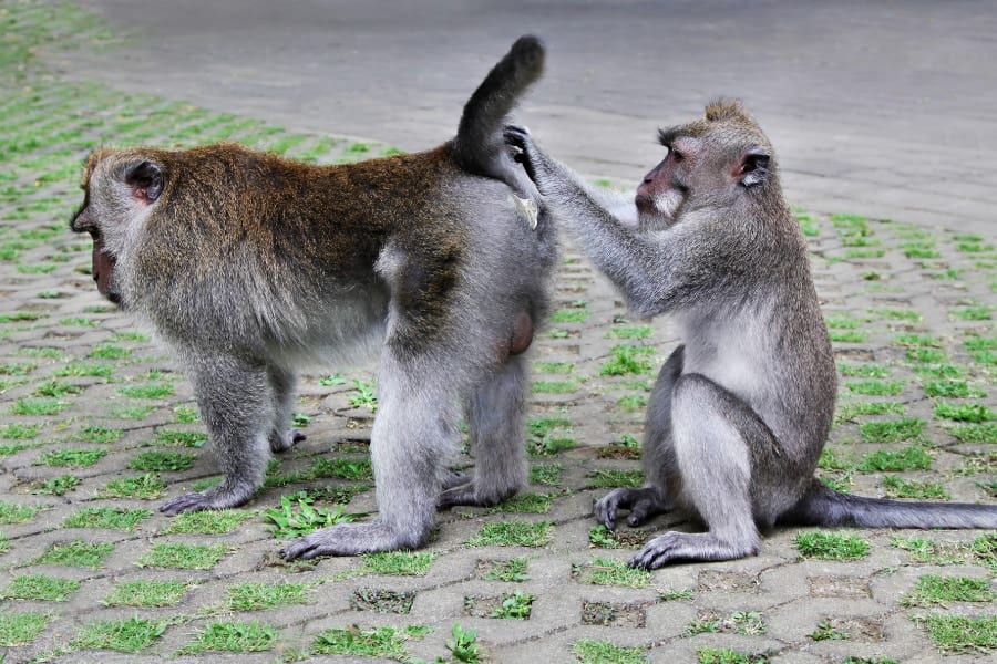 過酷な環境ほど、サルたちの同性間の性行動が多いことが分かった
