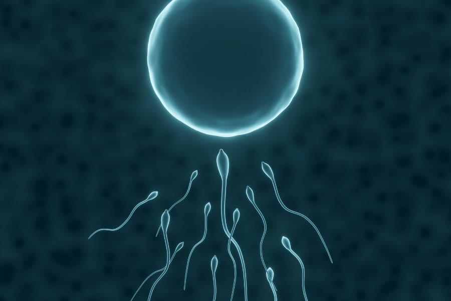 精子の品質検査を乗っ取り「ライバル精子だけ不良認定させる」仕組みを解明