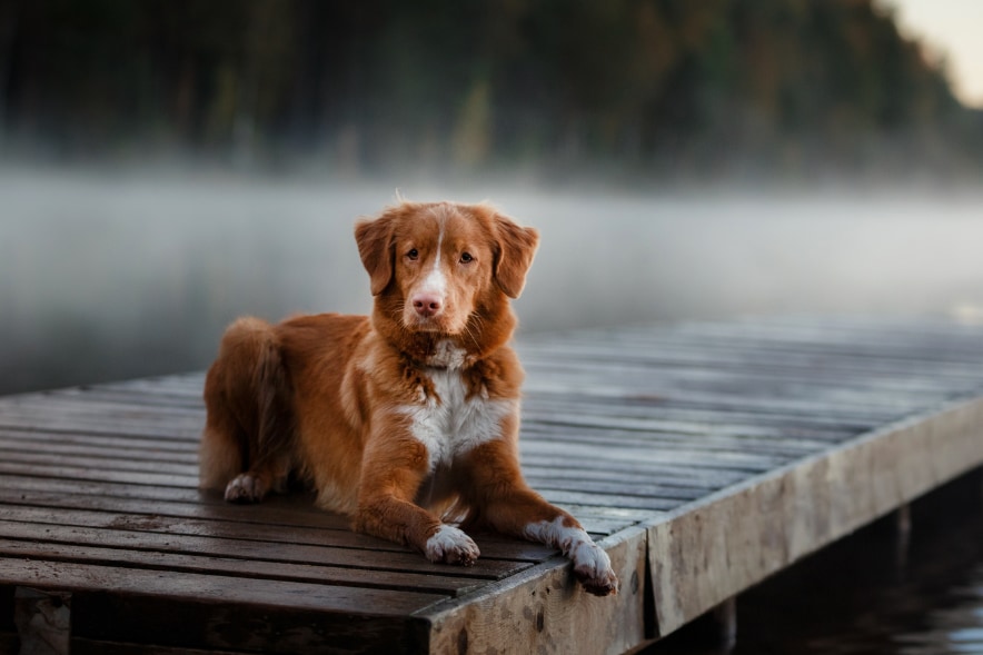 映画出演した犬の「インディ」が、犬として初めて最優秀演技賞を受賞