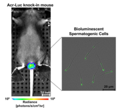 「光る精子」を作るマウスの開発に成功の画像 2/2