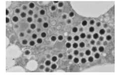 新種の巨大ウイルス「ウシクウイルス」を茨城県から発見の画像 2/3