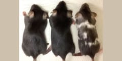 東大がヒト遺伝子の93％をマウスに“まるごと”移植できる技術を開発