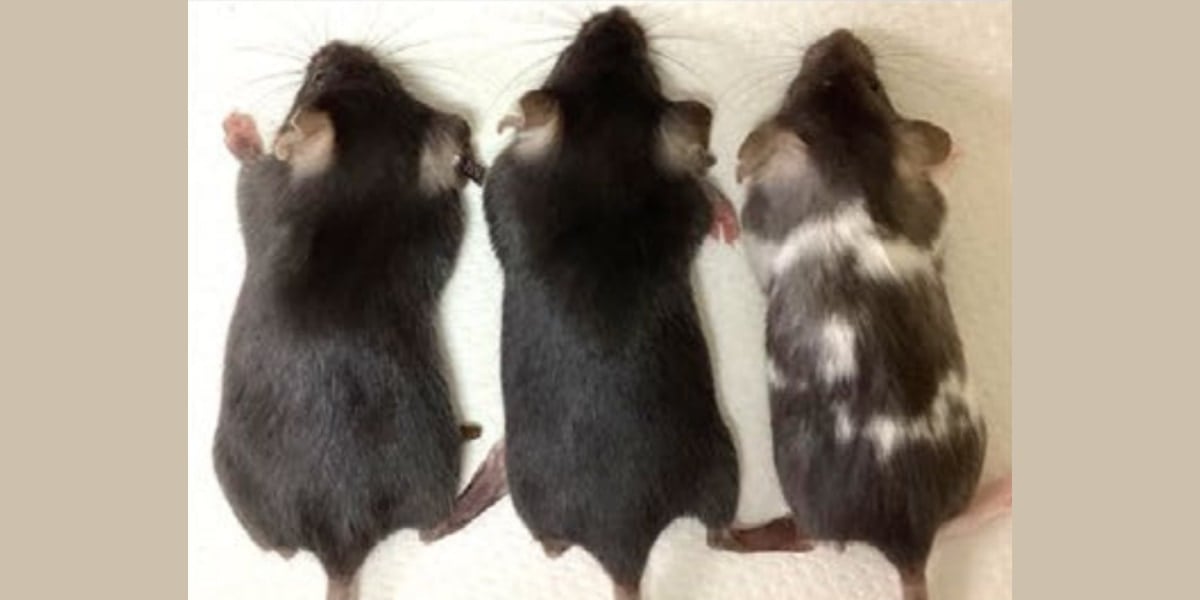 東大がヒト遺伝子の93％をマウスに“まるごと”移植できる技術を開発