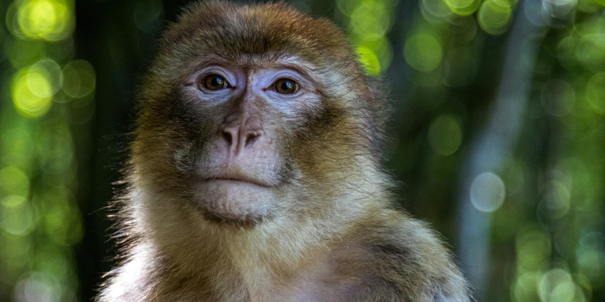 同性間の性行動は環境に始まり社会が決める
