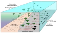 8000万年前の「ウミガメの大移動」をイタリアで発見の画像 3/3