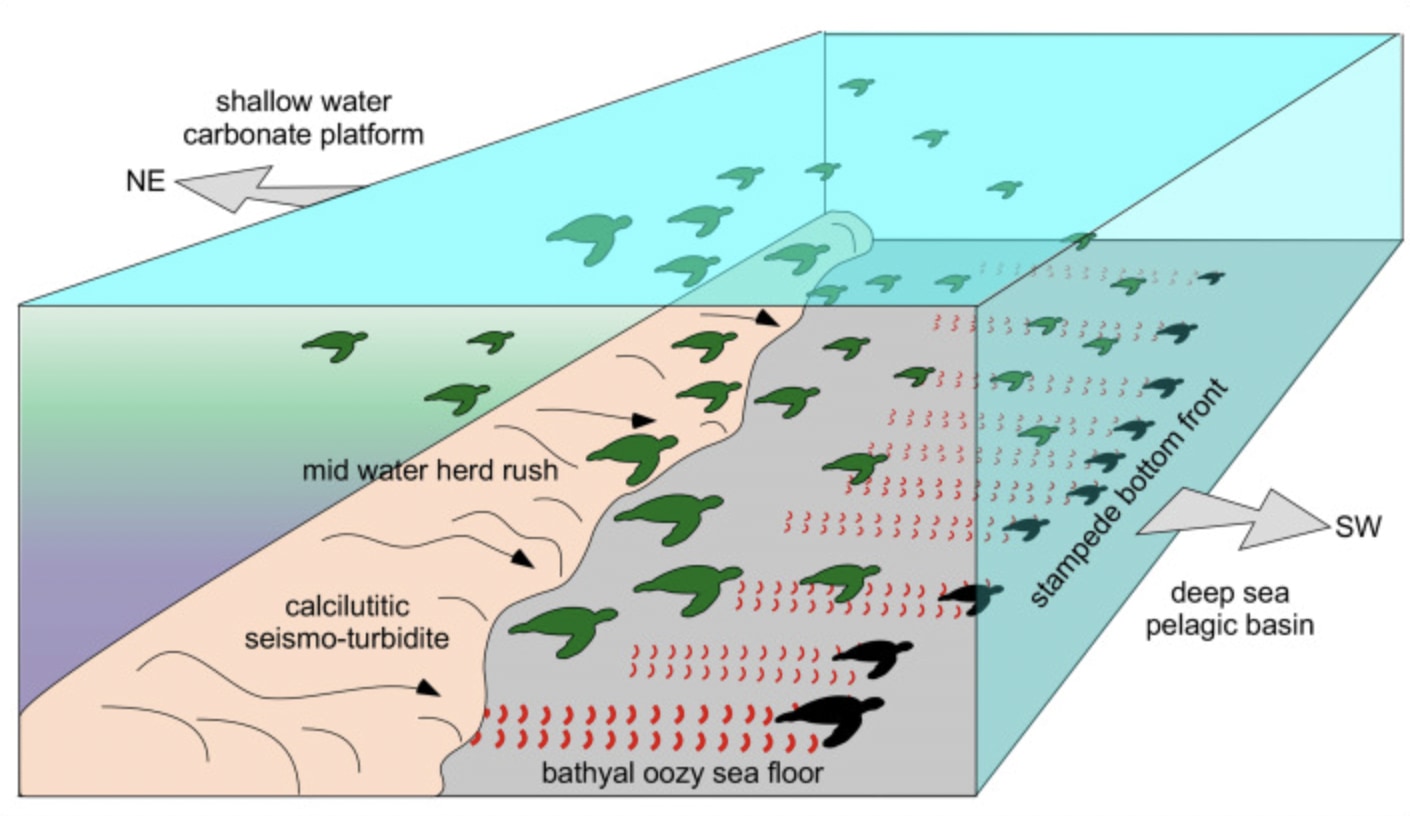 8000万年前の「ウミガメの大移動」をイタリアで発見の画像 3/3