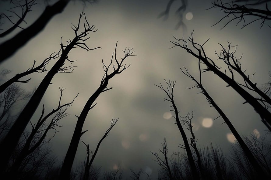 「ゾンビ」と名付けられた木、新種だが絶滅危惧種だった