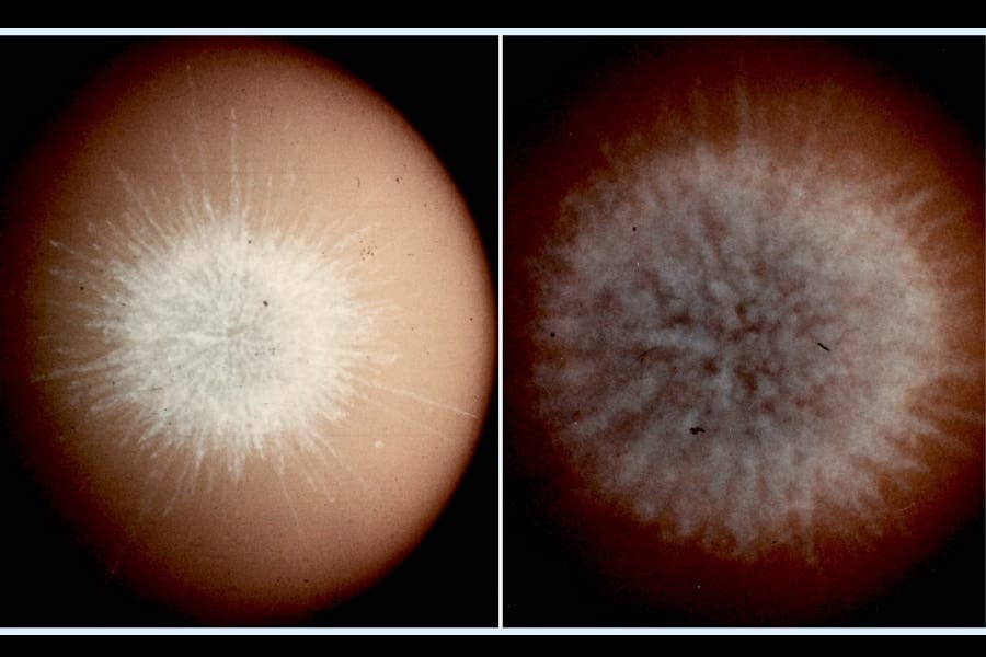 『失敗した超新星』が生んだ宇宙の凍った花火が850年間も消えなかった理由