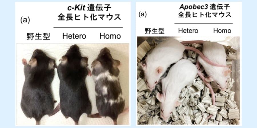 各遺伝子を全長ヒト化されたマウスたちの外観