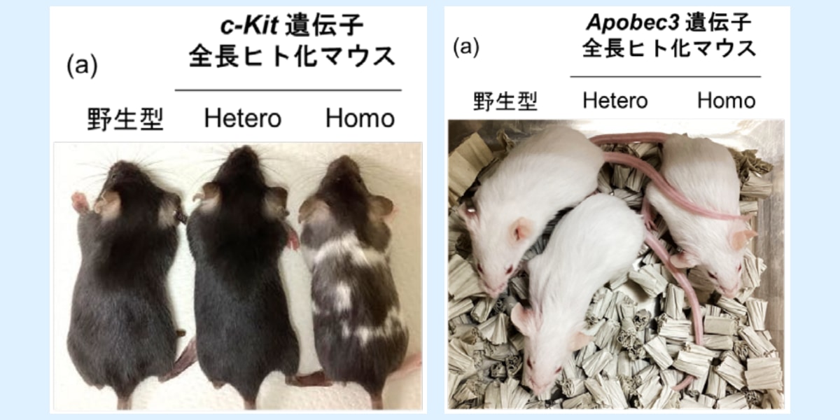 各遺伝子を全長ヒト化されたマウスたちの外観