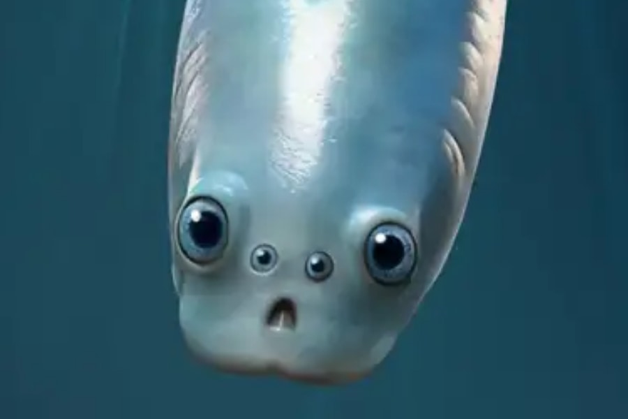 脊椎動物の先祖は4つ目が基本だった――最古の魚化石が示す姿