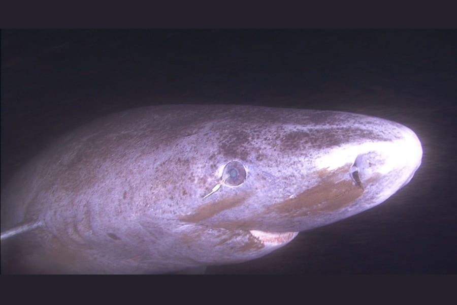 ニシオンデンザメはいかに数百年間も視力を維持しているのか