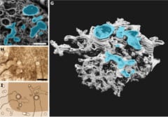 内部構造は配管だらけで化学成分は菌とも違った