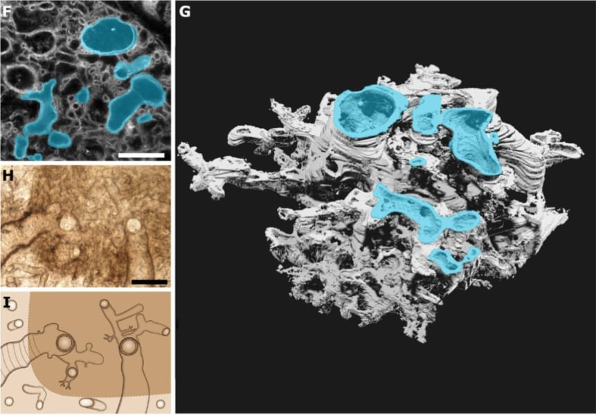 内部構造は配管だらけで化学成分は菌とも違った