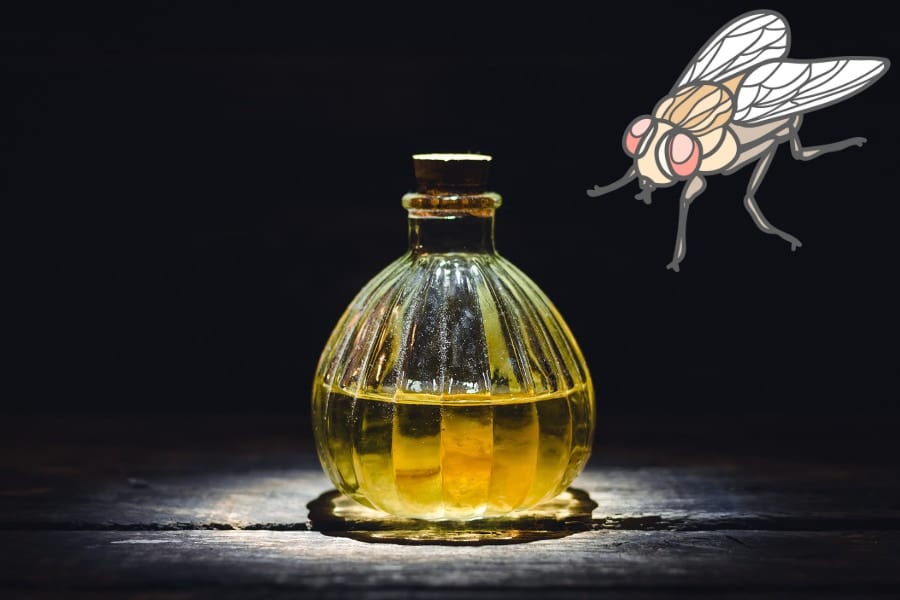 不老薬みたいなのを飲んだハエ、寿命が伸びる代わりに弱体化していた