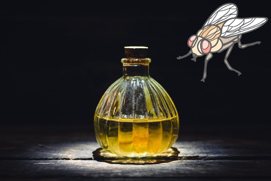 不老薬みたいなのを飲んだハエ、寿命が伸びる代わりに弱体化していた