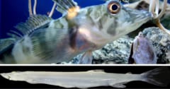 赤血球を持たない2種類の魚とは？ただし異なる理由を持つの画像 1/1