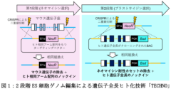 ヒト遺伝子93％をマウスにまるごと持ち込む技術「TECHNO」誕生
