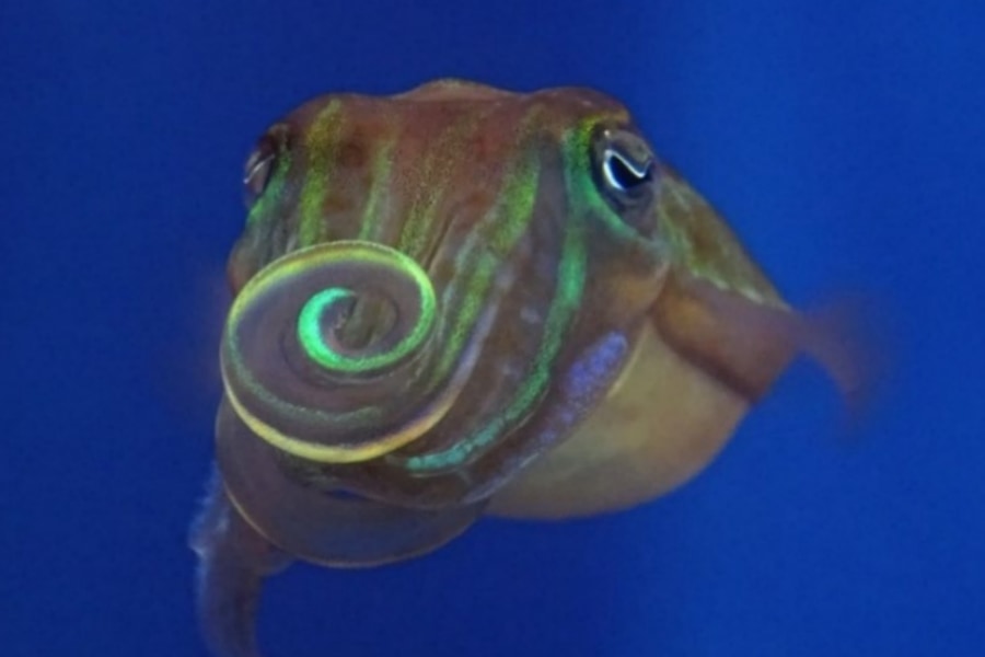 【東大】イカは光をねじってナンパしていた