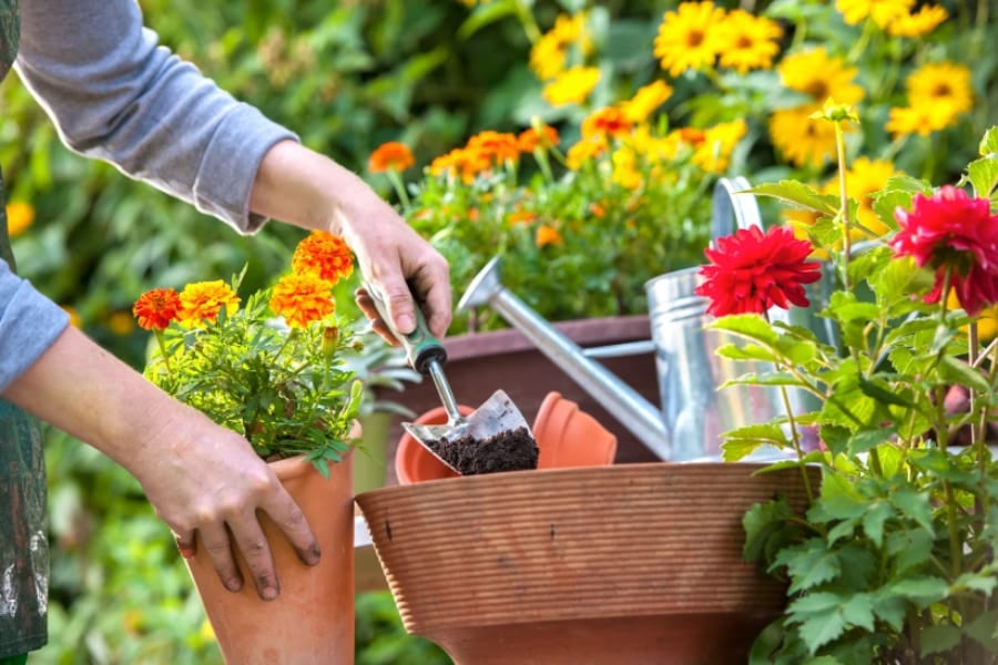 「ガーデニング」を趣味にすると不安が低下し、身体的健康が向上
