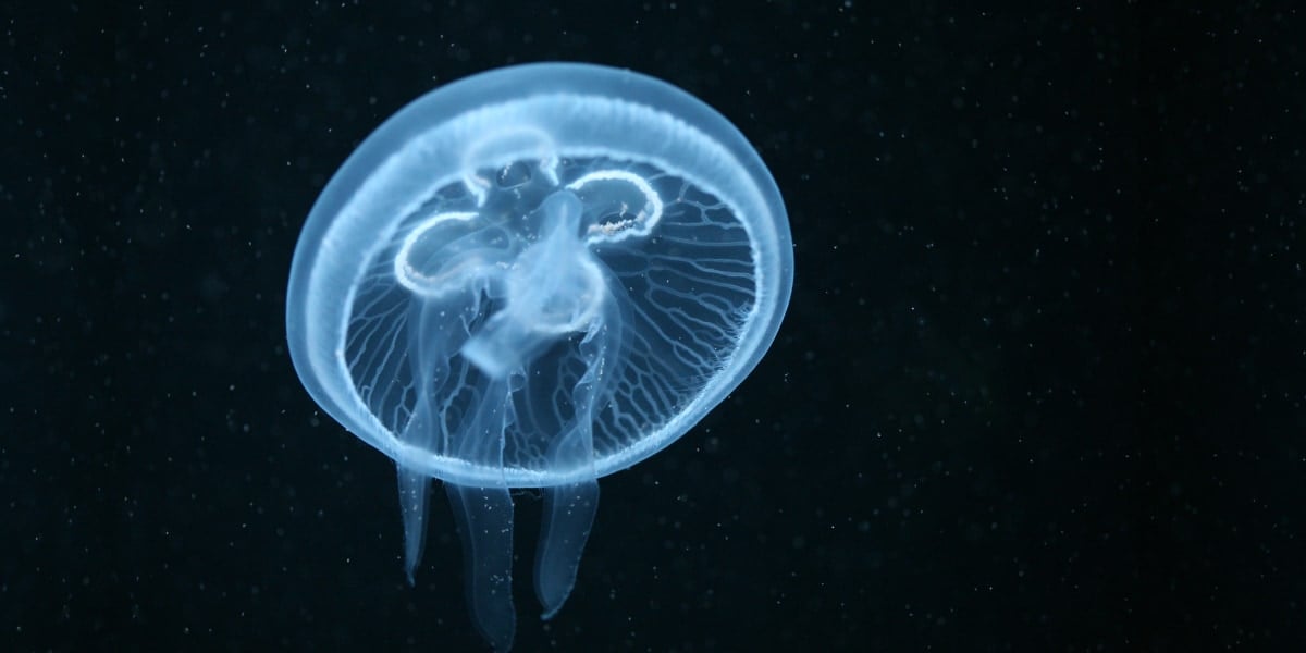 クラゲも人間のように昼寝をする――「脳のため」ではない睡眠の起源とは?