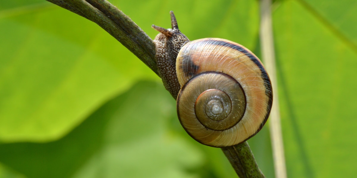 カタツムリの血から「心臓を冬眠モード」にする成分を発見の画像 3/4