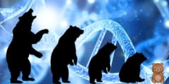 クマの「性格を変える進化」はアリなのか？