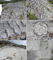 8000万年前の「ウミガメの大移動」をイタリアで発見の画像 2/3