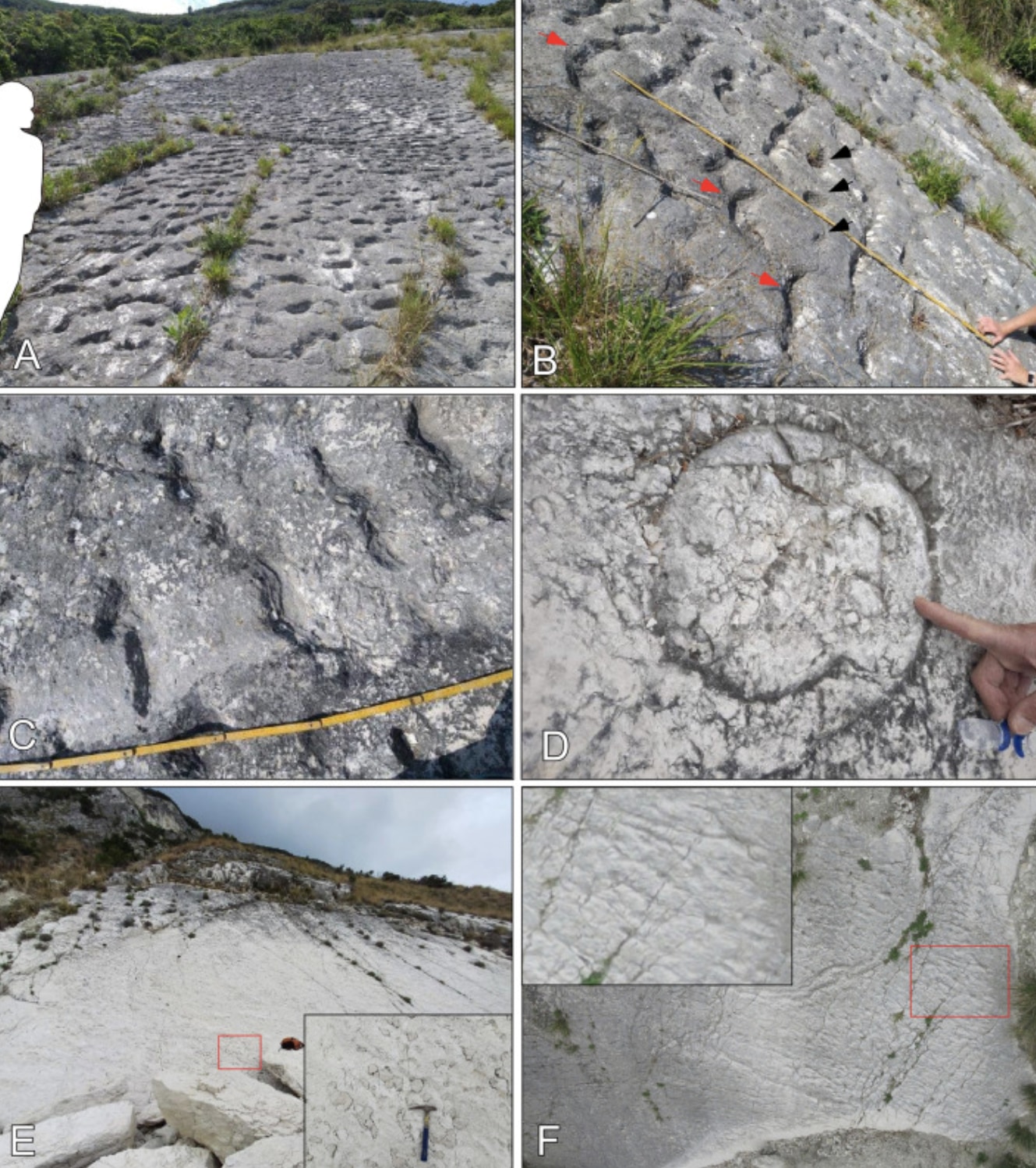 8000万年前の「ウミガメの大移動」をイタリアで発見の画像 2/3